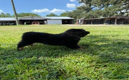Miniature Australian Shepherd dogs for sale: F-Brown - Image 7