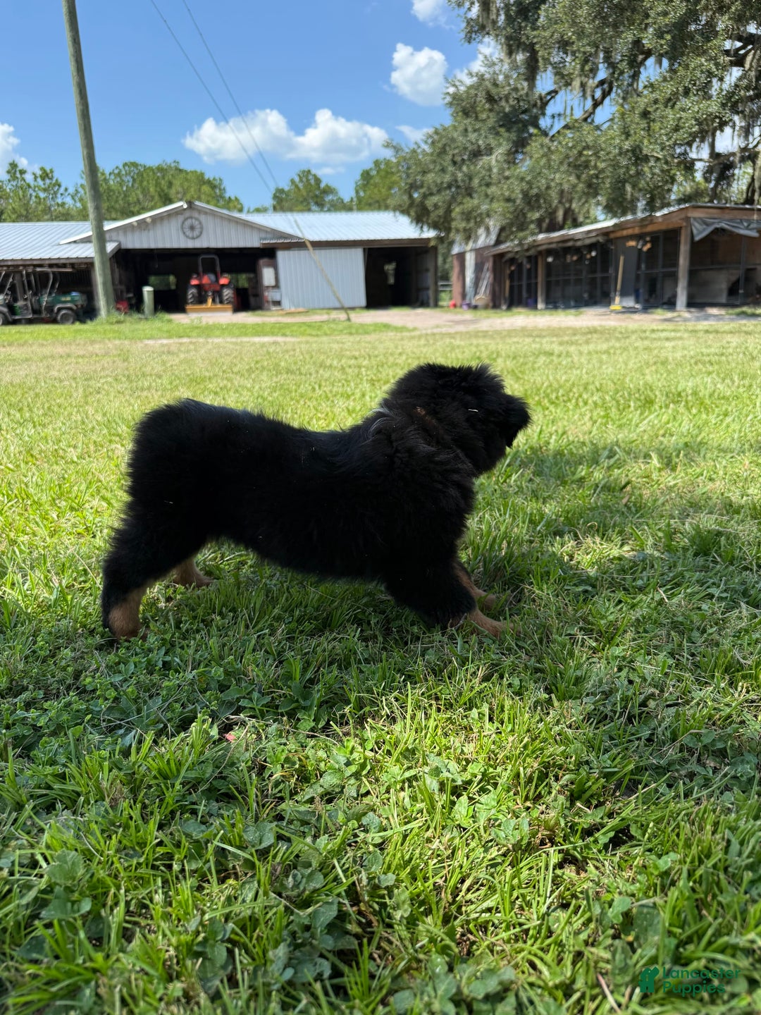 Miniature Australian Shepherd dogs for sale: F-Brown - Image 7