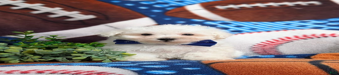 Donovan Akc