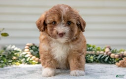 Mini Aussiedoodle dogs for sale: Rory - Image 3