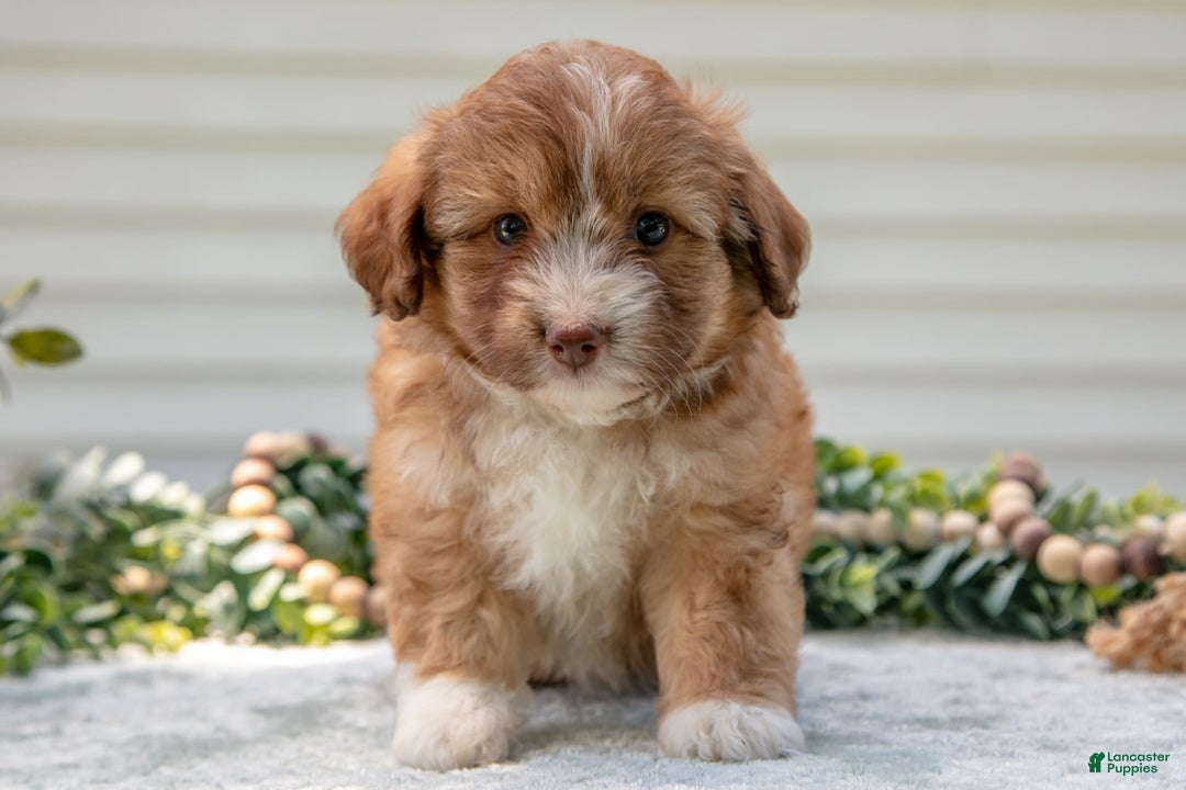 Mini Aussiedoodle dogs for sale: Rory - Image 3