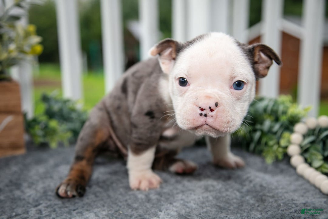 Olde English Bulldogge dogs for sale: Cady - Image 3