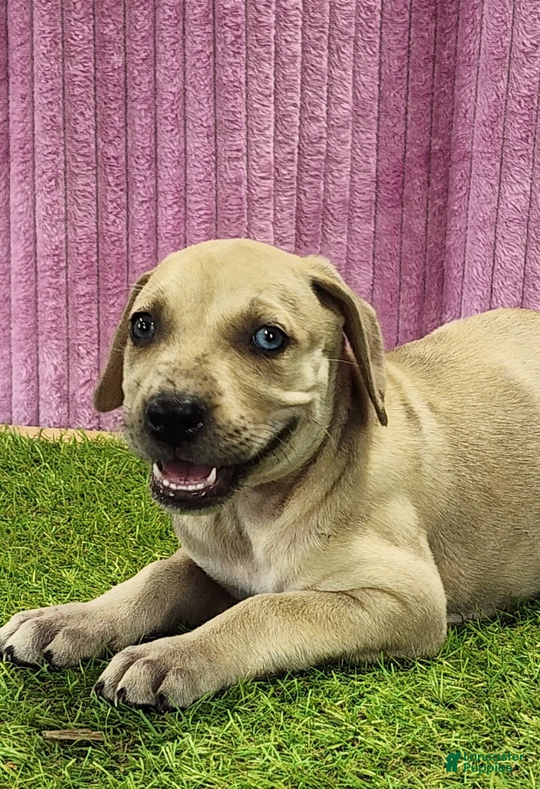 Catahoula Leopard Dog dogs for sale: Duchess 2025 Female 2 - Image 13