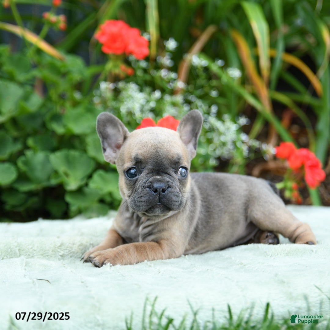 French Bulldog dogs for sale: Bazel - Image 1