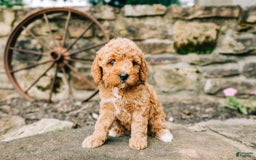 Cavapoo dogs for sale: Leia - Image 8