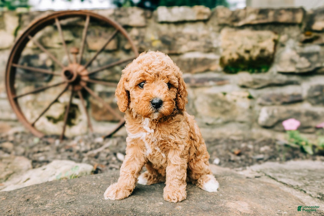 Cavapoo dogs for sale: Leia - Image 8