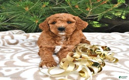 Mini Goldendoodle dogs for sale: Emily - Image 18