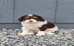 Cavapoo dogs for sale: Teddy - Image 1