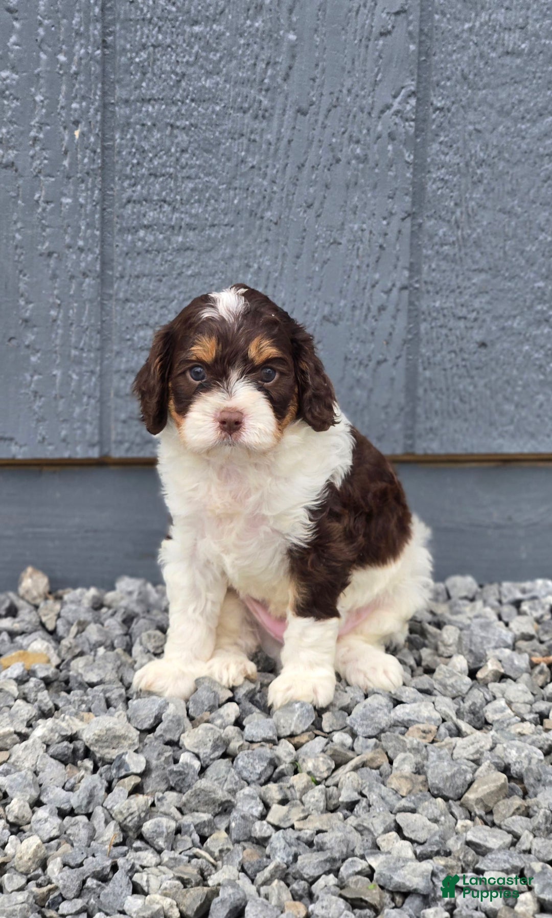 Cavapoo dogs for sale: Teddy - Image 1