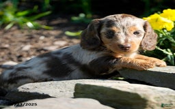 Miniature Dachshund dogs for sale: Marci - Image 1