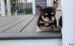 French Bulldog dogs for sale: Hay Wire - Image 5