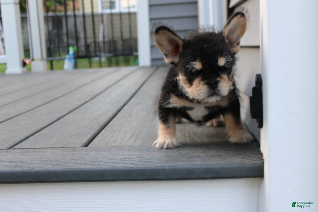 French Bulldog dogs for sale: Hay Wire - Image 5