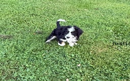 Bernedoodle dogs for sale: Justice 77956 - Image 7