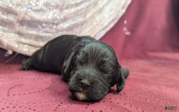 Cockapoo dogs for sale: Miranda - Image 2