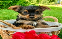 Yorkshire Terrier dogs for sale: Duke - Image 4
