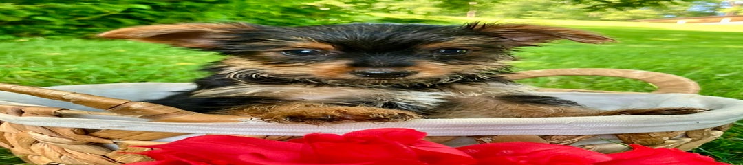 Duke