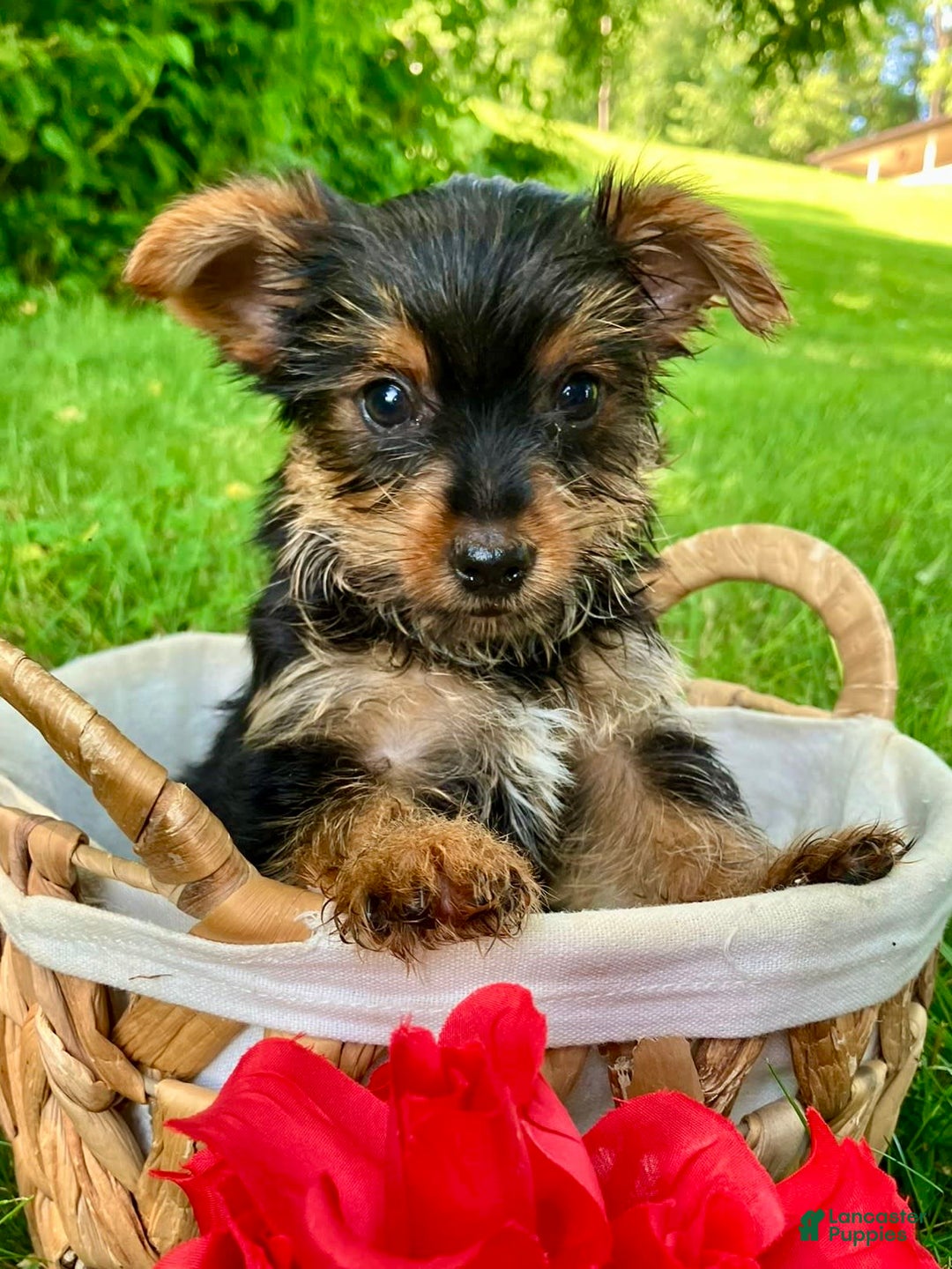 Yorkshire Terrier dogs for sale: Duke - Image 4