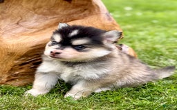Pomsky dogs for sale: Selene - Image 16