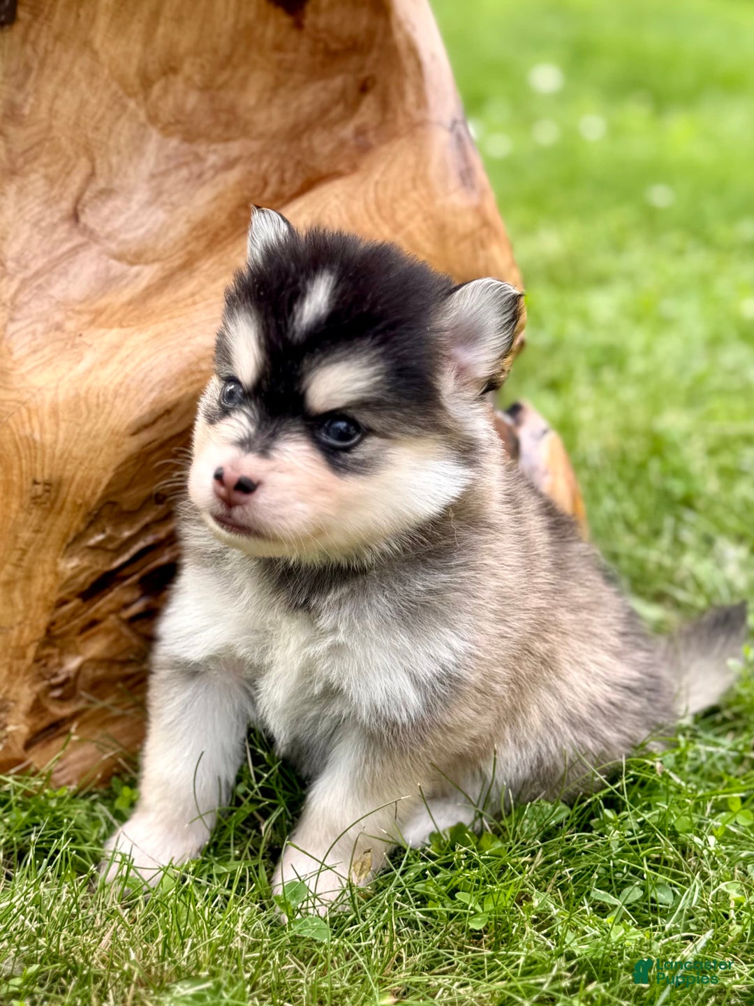 Pomsky dogs for sale: Selene - Image 16
