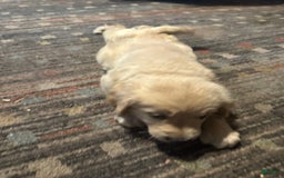 Golden Retriever dogs for sale: Max - Image 2