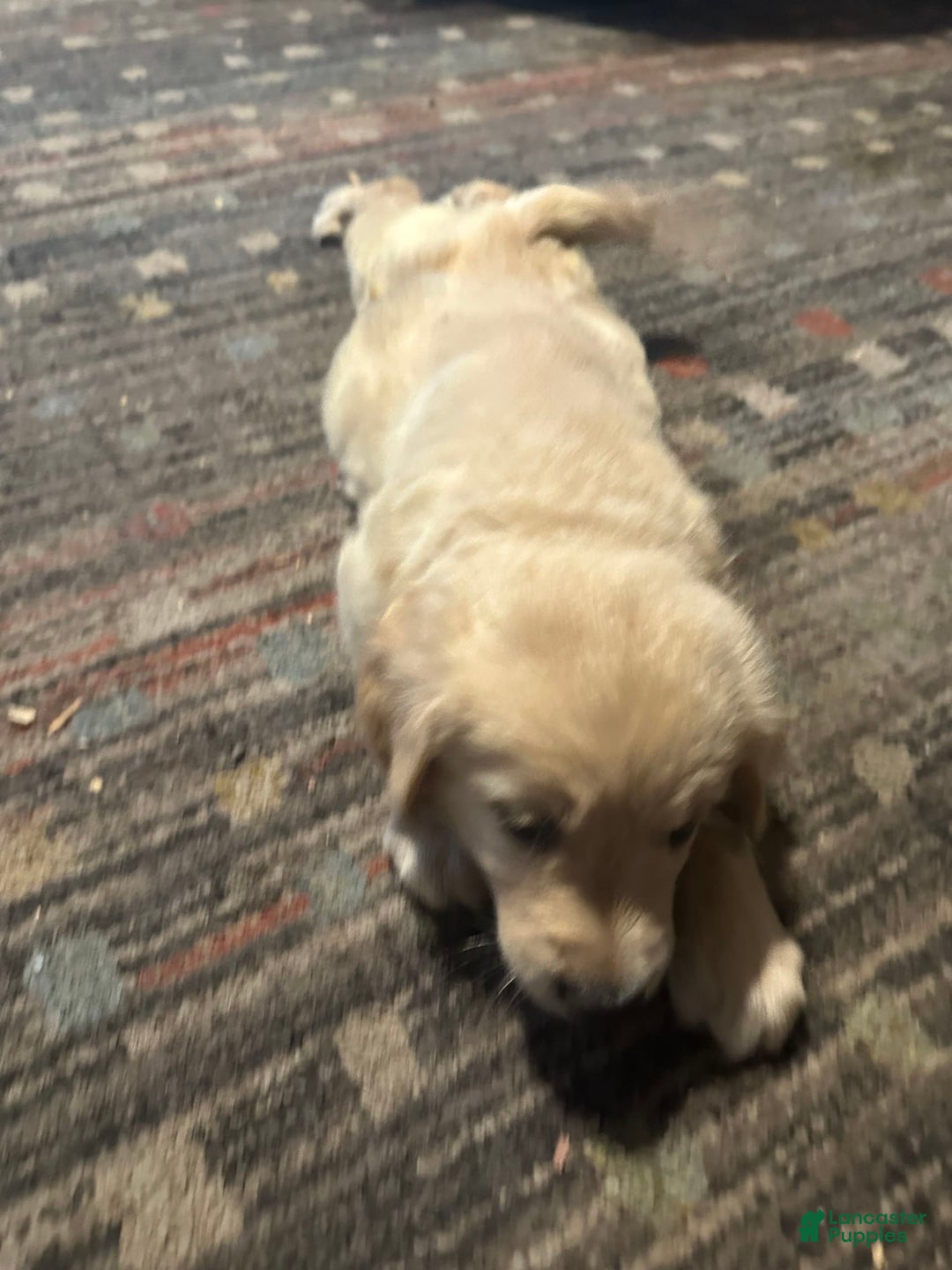 Golden Retriever dogs for sale: Max - Image 2