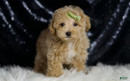 Maltipoo dogs for sale: Aspen - Image 1