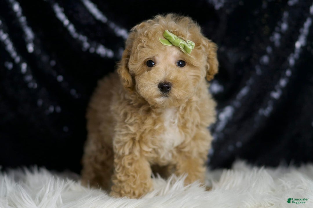 Maltipoo dogs for sale: Aspen - Image 1