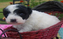 Toy Poodle dogs for sale: Blondie - Image 2