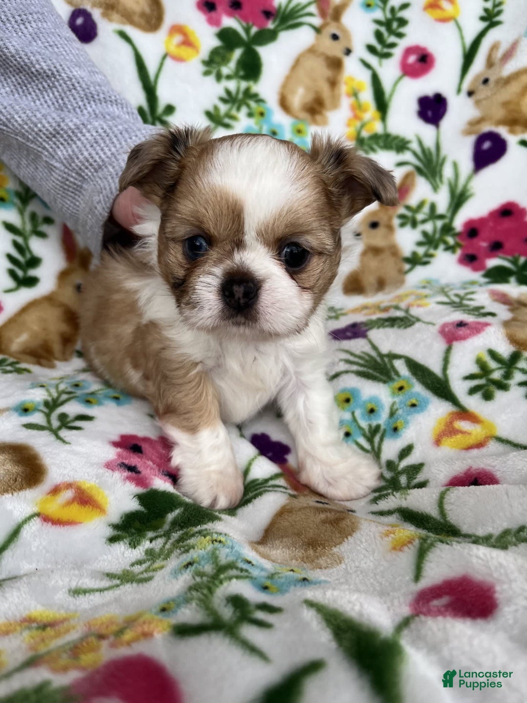 Shih Tzu dogs for sale: Bowie - Image 3