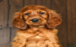 Irish Setter dogs for sale: Marley - Image 3