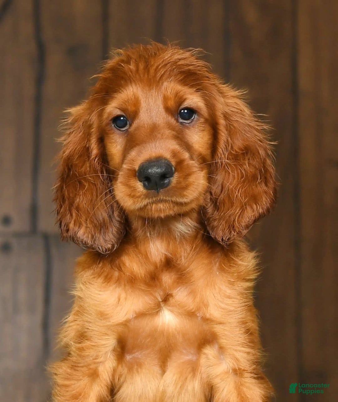 Irish Setter dogs for sale: Marley - Image 3