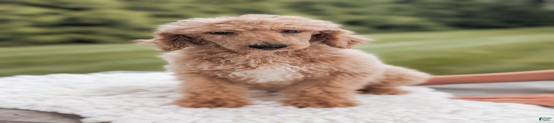 Cooper-moyen Poodle
