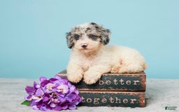 Miniature Poodle dogs for sale: Abby - Image 1