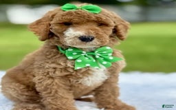 Goldendoodle dogs for sale: Dream - Image 13