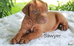 Rhodesian Ridgeback dogs for sale: Sawyer - Image 1