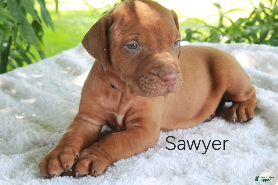 Rhodesian Ridgeback dogs for sale: Sawyer - Image 1
