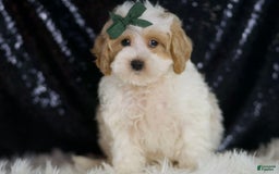 Maltipoo dogs for sale: Aladdin - Image 1