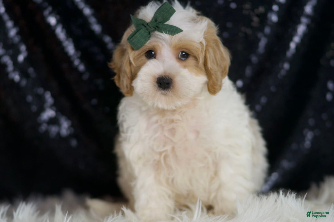 Maltipoo dogs for sale: Aladdin - Image 1