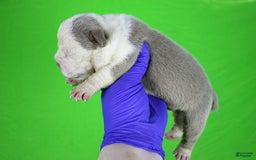 American Bully dogs for sale: Lilac/white Male - Image 4