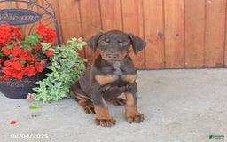 Doberman Pinscher dogs for sale: Daphne - Image 3