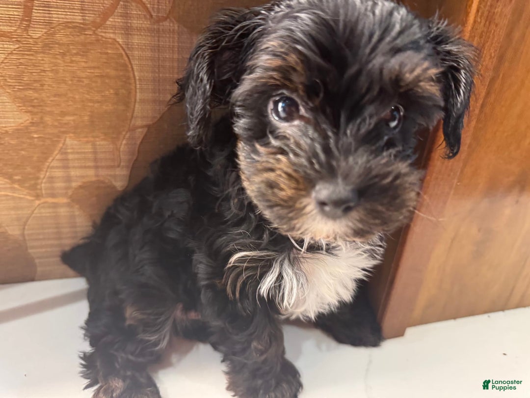 Yorkiepoo dogs for sale: Lily - Image 2