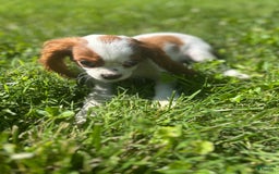 Cavalier King Charles Spaniel dogs for sale: Pinkie - Image 5