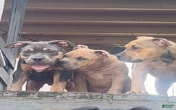 American Bully dogs for sale: Bou - Image 8