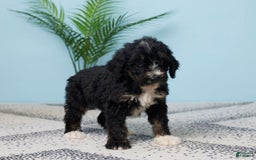 Bernedoodle dogs for sale: Cocoa - Image 2