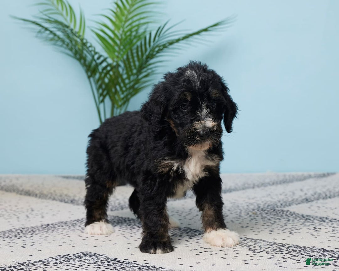 Bernedoodle dogs for sale: Cocoa - Image 2
