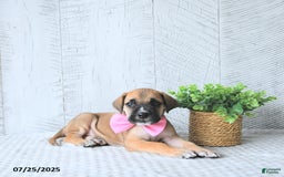 Great Dane dogs for sale: Ginger - Image 3