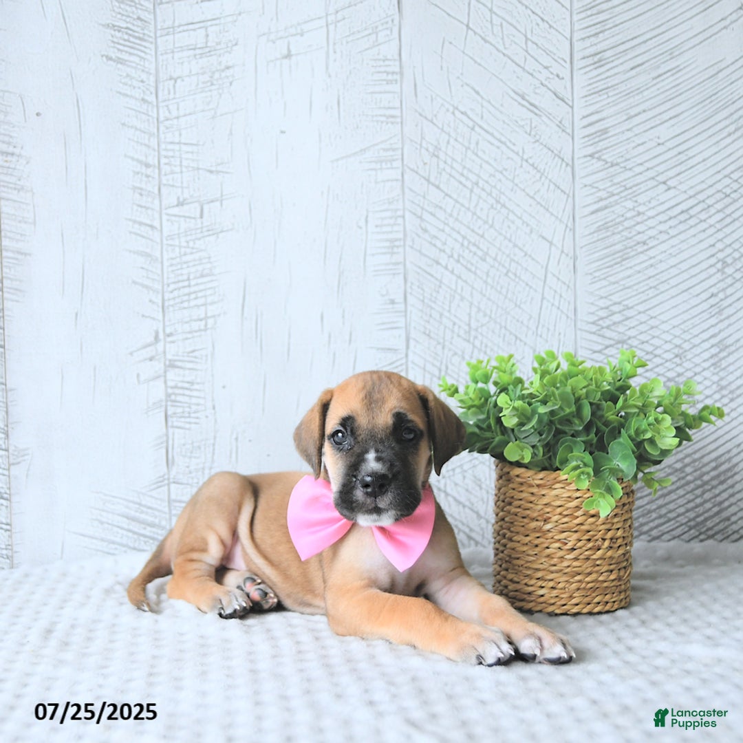 Great Dane dogs for sale: Ginger - Image 3