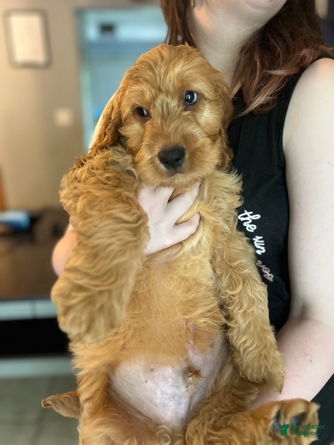 Goldendoodle dogs for sale: Victor - Image 1