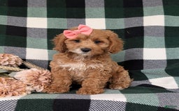 Cockapoo dogs for sale: Elsie - Image 4