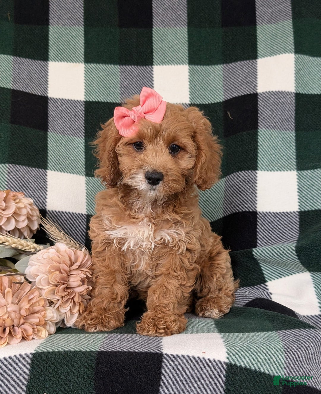 Cockapoo dogs for sale: Elsie - Image 4